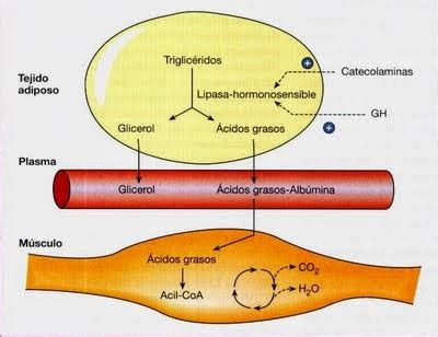 Gráfico comparativo de la oxidación de grasas y carbohidratos en diferentes intensidades de ejercicio.