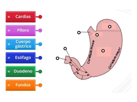 Diagrama anatómico del estómago humano, mostrando las áreas afectadas por procedimientos de manga gástrica y bypass gástrico.