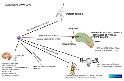 diagrama explicando el mecanismo de acción de la lactancia materna en la regulación del metabolismo