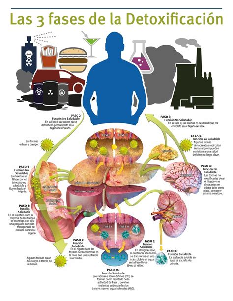 Ilustración que compara el sistema de detoxificación natural del cuerpo con los supuestos efectos del agua con limón.