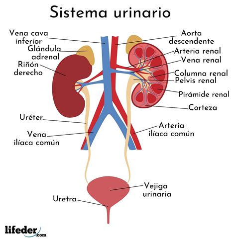 Esquema simplificado del sistema renal y hepático, destacando cómo el citrato del limón puede influir positivamente.
