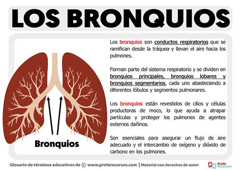 Ilustración esquemática de un bronquio con células epiteliales y receptores β2-adrenérgicos.