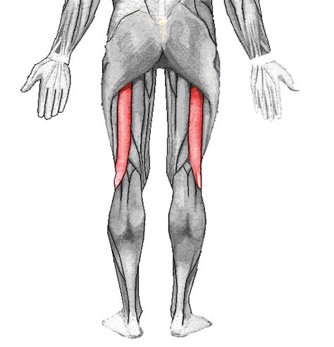 Diagrama anatómico del músculo bíceps femoral, destacando sus dos cabezas y su ubicación en la parte posterior del muslo.