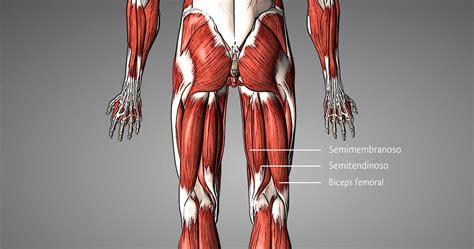 Ilustración detallada de la musculatura posterior del muslo, mostrando la disposición del semitendinoso, semimembranoso y bíceps femoral.