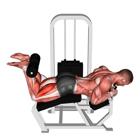 Infografía comparativa de la activación muscular en el curl femoral sentado vs. tumbado.