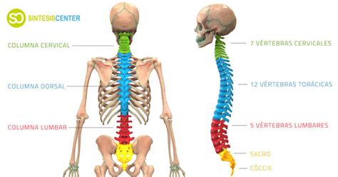Infografía mostrando las diferentes zonas de la espalda y cómo actúa la faja sacrolumbar