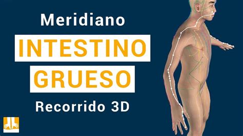 Ilustración mostrando el recorrido del meridiano del intestino grueso en el cuerpo humano.