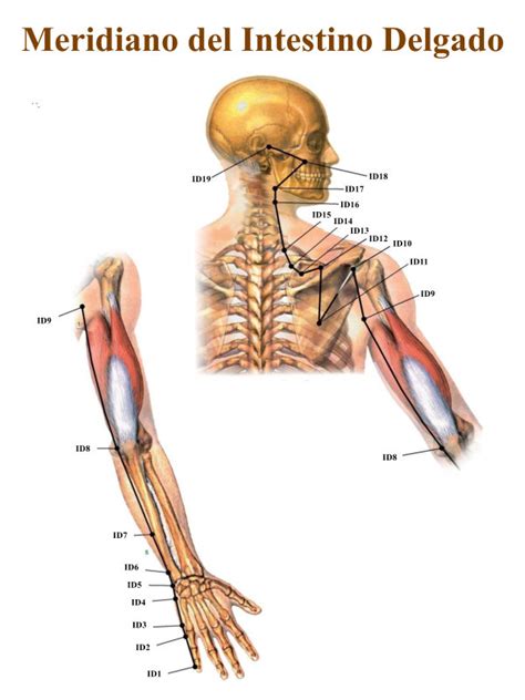 Diagrama anatómico que ilustra el recorrido del meridiano del intestino delgado.