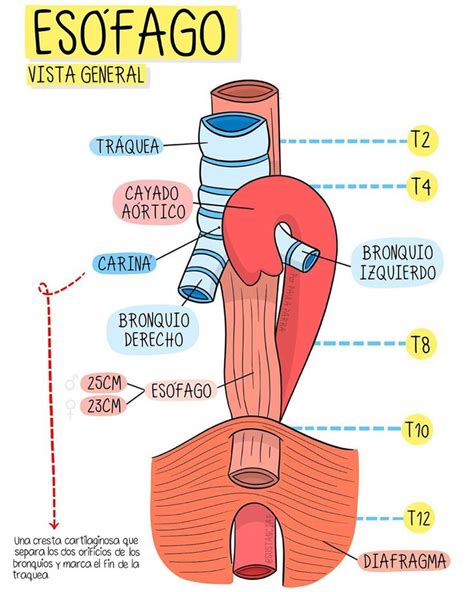 Diagrama anatómico mostrando el esófago, el estómago y el esfínter esofágico inferior, ilustrando el mecanismo del reflujo ácido.