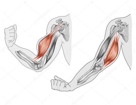 Ilustración anatómica de los músculos del brazo, destacando bíceps y tríceps.