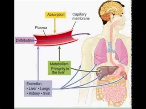 Diagrama de flujo mostrando la absorción, distribución, metabolismo y excreción del isoflurano