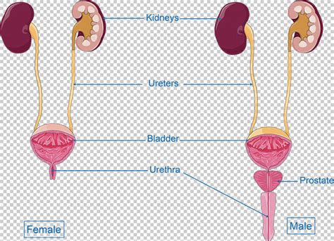 Diagrama anatómico del tracto urinario masculino y femenino, destacando la uretra y la vejiga.