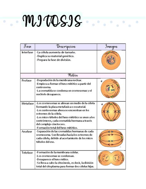 Tabla resumen de las diferentes fases y enfoques de los programas de nutrición y entrenamiento.