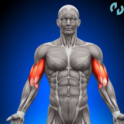 Diagrama anatómico mostrando los músculos tríceps, pectoral y core trabajando durante una flexión diamante