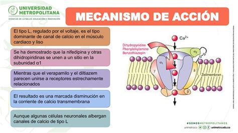 Infografía explicando el mecanismo de acción de las terapias GLP-1.