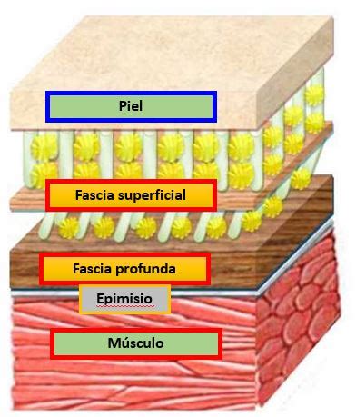 Infografía mostrando la diferencia entre grasa superficial y profunda y cómo actúan los productos cosméticos.