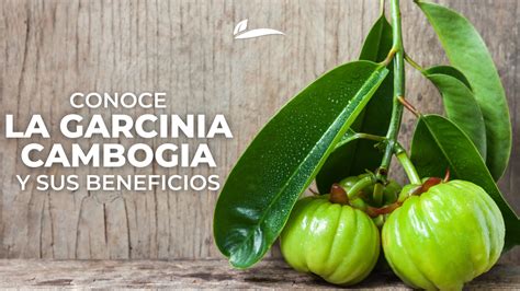 Infografía comparativa de la composición de Garcinia Cambogia Extra Fuerte y sus beneficios para el control del apetito.