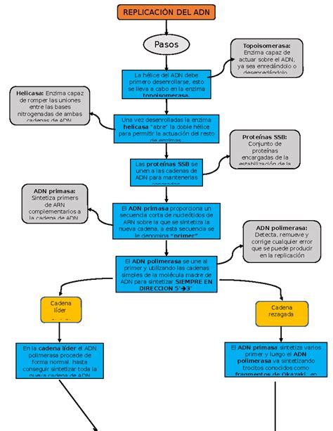 Diagrama de flujo explicando el mecanismo de acción de un quemagrasas termogénico como ExtraVITA.