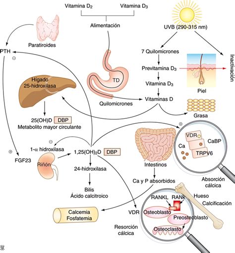 Esquema del ciclo de activación de la Vitamina D, mostrando las etapas hepática y renal.