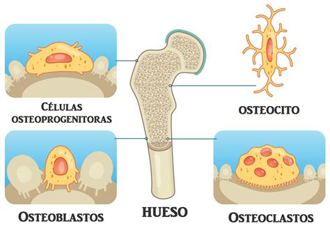 Ilustración mostrando la estructura del hueso y las funciones de osteoblastos, osteoclastos y osteocitos.