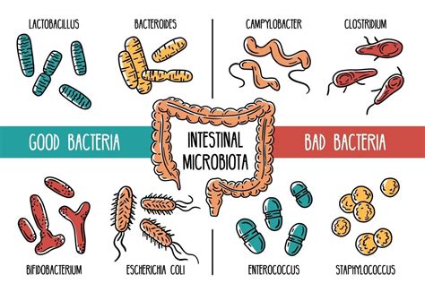 Ilustración de bacterias intestinales y su relación con el cacao
