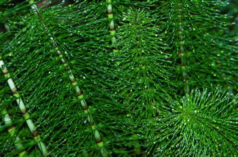 Ilustración de la planta de cola de caballo.