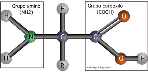 Ilustración esquemática de la estructura de un aminoácido, mostrando el grupo amino, el grupo carboxilo, el átomo de carbono alfa y la cadena lateral.