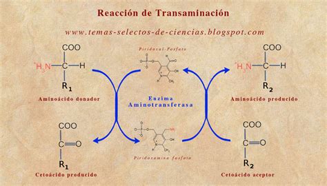 Diagrama que ilustra el mecanismo de la transaminación, mostrando la transferencia del grupo amino del aminoácido al α-cetoácido con la participación del PLP.