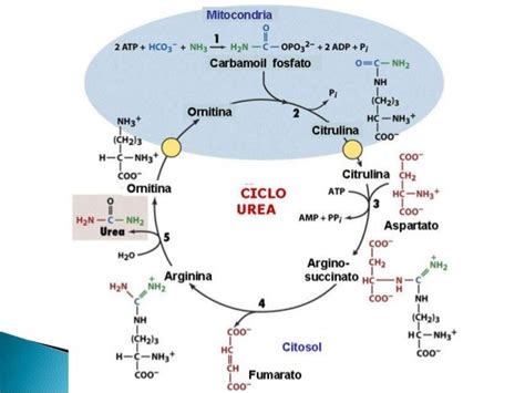 Esquema del ciclo de la urea, mostrando cómo el amoníaco se convierte en urea en el hígado.
