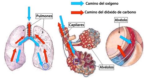 Gráfico ilustrativo del intercambio gaseoso en los pulmones, mostrando la entrada de oxígeno y la salida de dióxido de carbono.