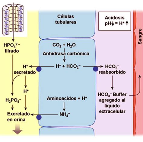 Diagrama simplificado del sistema tampón bicarbonato/CO2 y la regulación renal del equilibrio ácido-base.