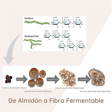 Infografía detallando el proceso de dextrinación del pan, mostrando la transformación del almidón en dextrinas.