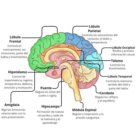 esquema del cerebro mostrando áreas afectadas por la encefalopatía de Wernicke