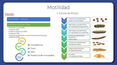 Infografía que muestra la composición de las heces: agua, fibra, bacterias, restos no digeridos.