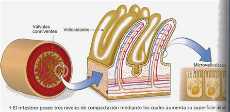 Diagrama simplificado del intestino delgado mostrando las vellosidades y microvellosidades que aumentan la superficie de absorción.