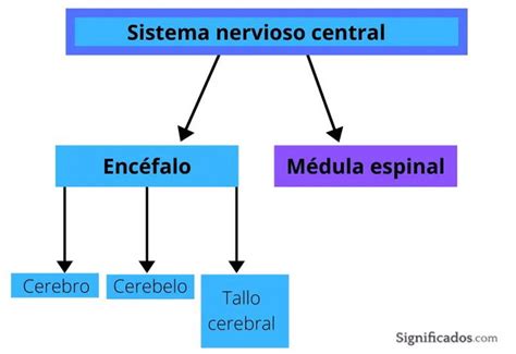 Infografía que explica los mecanismos de la sensibilización central en el sistema nervioso.