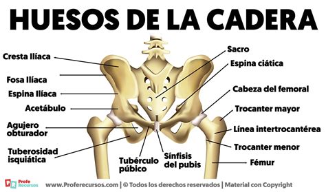 Infografía que muestra la anatomía de la cadera, destacando el trocánter mayor y la bursa trocantérea.
