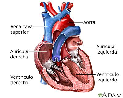 Representación esquemática del corazón humano con las cámaras inferiores (ventrículos) resaltadas.