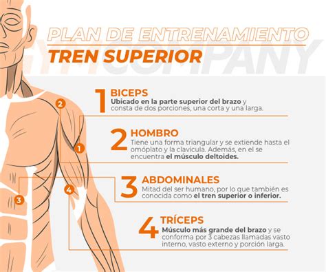 Infografía general sobre los músculos del tren superior y su importancia en el entrenamiento.