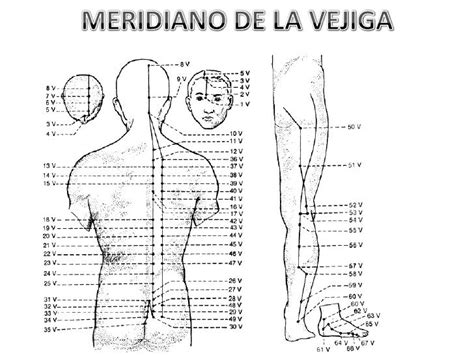 Diagrama de los meridianos del Riñón y la Vejiga en la Medicina China