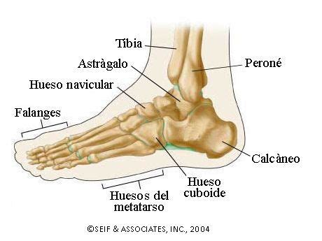 Esquema anatómico del tobillo con sus huesos (tibia, peroné, astrágalo) y maleolos señalados.