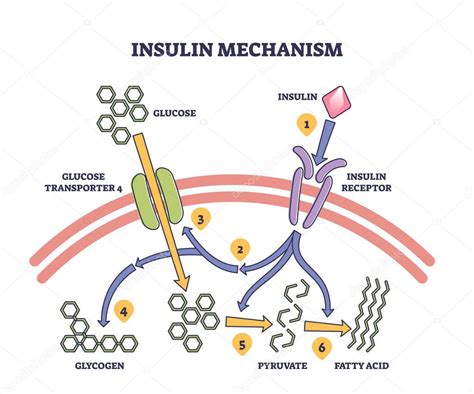Diagrama explicando la acción de la insulina en relación con los carbohidratos.