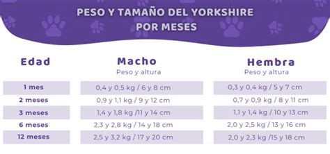 Esquema de las características físicas de un Yorkshire Terrier con medidas de altura y peso.