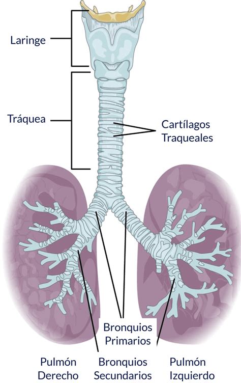 Diagrama anatómico que muestra la ubicación de la tráquea y los anillos cartilaginosos en un perro.