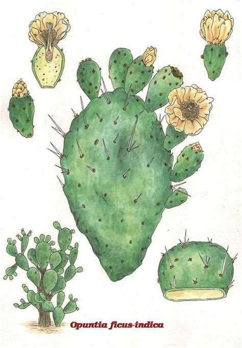ilustración del cactus Opuntia ficus-indica y su proceso de extracción de fibra