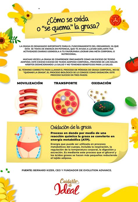 Ilustración del proceso de quema de grasa corporal