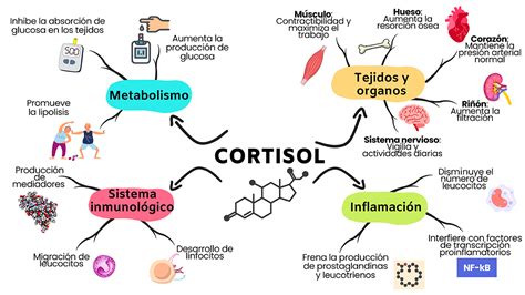 infografía sobre los efectos del cortisol en el cuerpo por sobreentrenamiento