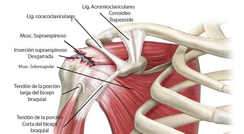 Infografía: Anatomía del manguito de los rotadores y sus tendones
