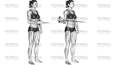 Ilustración: Ejercicio de rotación externa con banda elástica