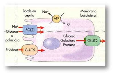 Representación esquemática de las proteínas GLUT transportando glucosa a través de la membrana celular.